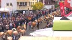 Alpabzug Plaffeien 2023 (USB Stick)