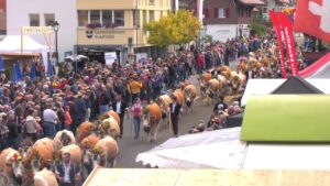 Alpabzug Plaffeien 2023 (USB Stick)
